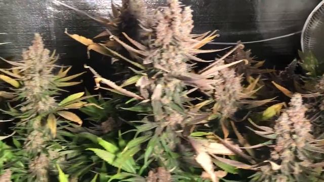 6000 watt Co2 grow dedicated to NugBuckets style Main-lining manifold technique Part 8 Kens GDP PJR смотреть онлайн