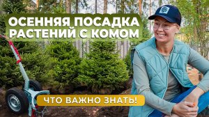 Осенняя посадка растений с комом. Что важно знать!