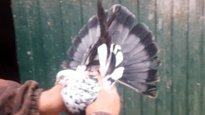 Голуби хороших людей.