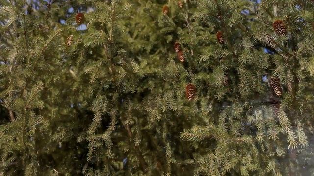 Промах краеведа, пёс-проводник и весна в отдалённой деревне смотреть онлайн