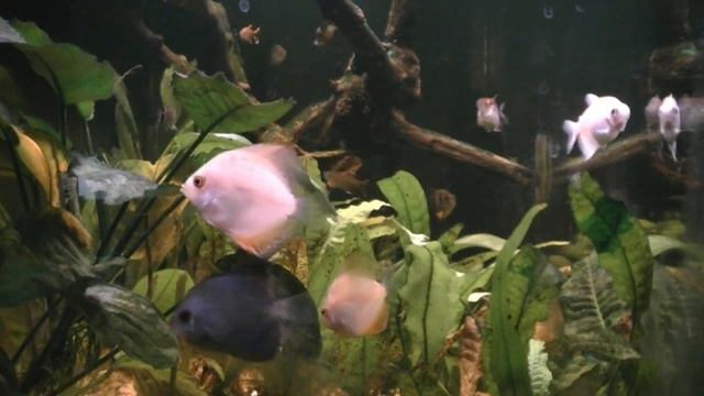 Aquarium spy 3 смотреть онлайн