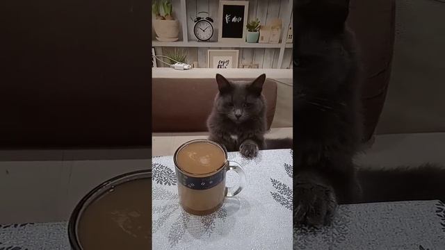 Хочет попробовать кофе) 😻#кот #озвучка #котикитикток #рек смотреть онлайн