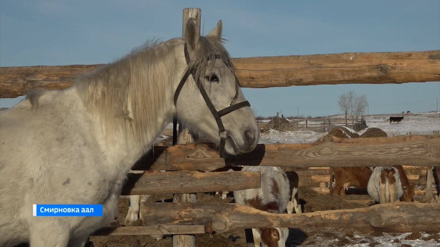 Все домашние животные должны быть внесены в систему Хорриот смотреть онлайн