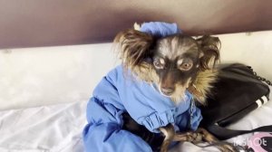 ПОЕЗД 542 МОСКВА-АДЛЕР ЕДУ ДОМОЙ👈КАК ТОЙ ТЕРЬЕР ПЕРЕНОСИТ ДОРОГУ⁉️ #аринаморесочи