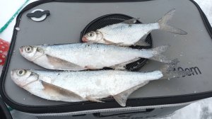 ЗИМНЯЯ ЧЕХОНЬ. ДВЕ ТОЛПЫ И ВСЕ ЛОВЯТ. ЗАЙМИЩЕ ..