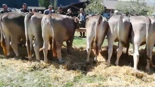 Halteprämie von Minor Max 55 P von Judith und Alfred Anderegg, Meiringen смотреть онлайн