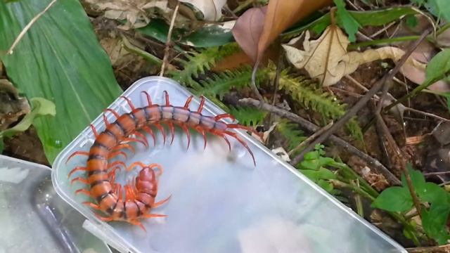 Cherry Red centipede смотреть онлайн