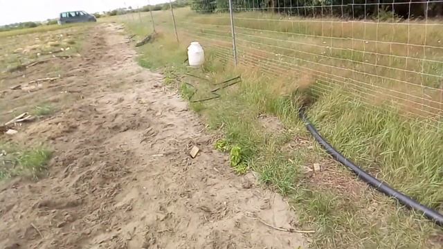 9.07.20. Небольшой обзор плантации голубики. смотреть онлайн