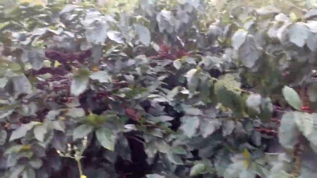 Fincas de café en la montaña de Celaque смотреть онлайн