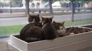 Неоконченная история (из жизни котиков)