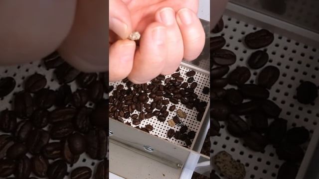 The World's Most popular DeStoner. #coffeedestoner #coffeeroaster #coffeeroastery #coffeeloaders смотреть онлайн