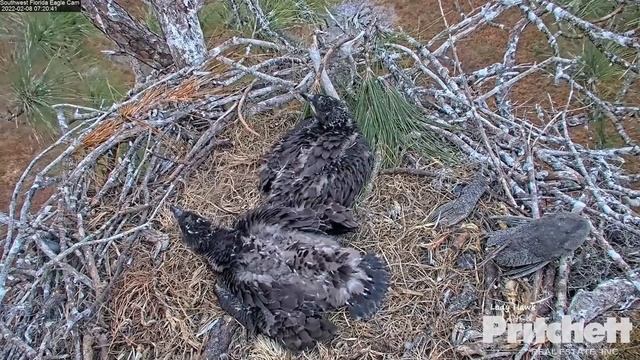 SWFL Eagles ~ A Young Eagle Lands On Outer Attic! Flies Off As Harriet Comes In Hard & Fast! 2.8.22 смотреть онлайн