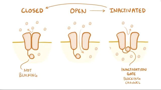 Neuron action potential смотреть онлайн