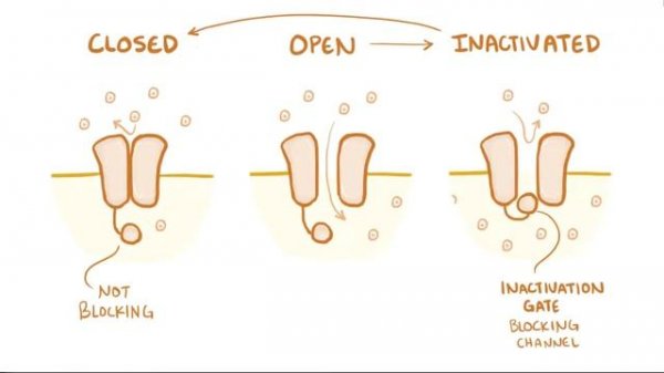 Neuron action potential