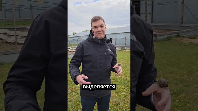 МУЦИН УЛИТКИ для ОМОЛОЖЕНИЯ: Секреты Естественного Омоложения смотреть онлайн