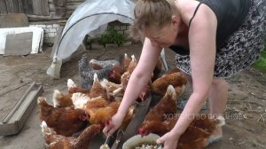 Самые выгодные куры несушки для начинающих. Выбираю Ломан Браун