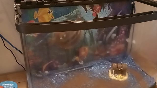 How to Clean Aquarium || Fish Tank Cleaning |How to clean Aquarium|Fish tank ki safai ka asan Tareq смотреть онлайн