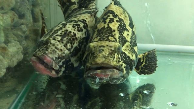 еда во Вьетнаме, как выбрать еду в Азии/Sweets, food in Vietnam, how to choose a food in Asia смотреть онлайн