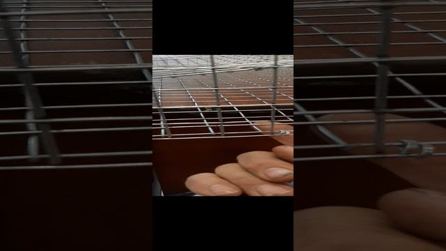 клетка для перепелок.