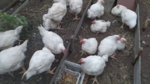 Бройлер. Выращиваем бройлера. Кормление с 0 до забоя. Контрольное взвешивание в 1.5 месяца