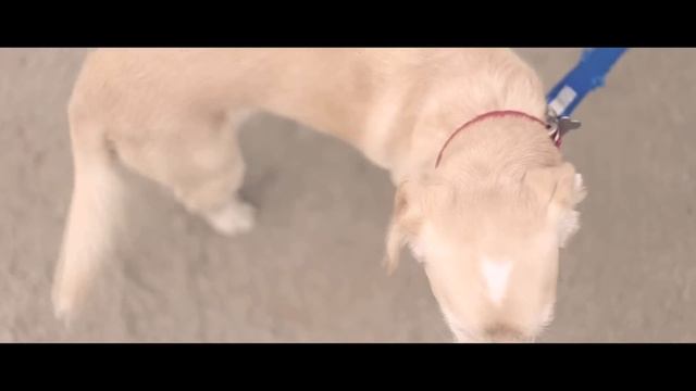 The secret life of Shiro смотреть онлайн