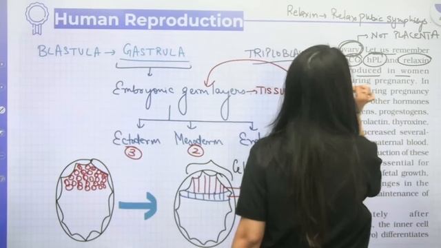 Human Reproduction | Pregnancy & Embryonic Development | L6 | Term 1 | Unacademy NEET | Seep Pahuja смотреть онлайн