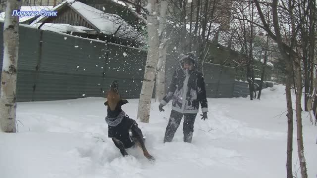 Выпал свежий снег. Мы с Лориком наслаждаемся. Выгуливаю свой новый костюм. смотреть онлайн