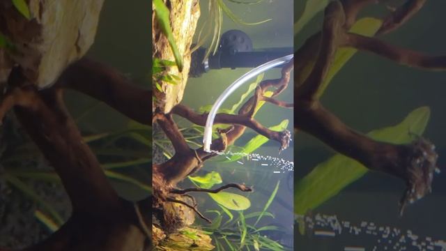 DIY Co2 for Aquarium - Chopstick Diffuser смотреть онлайн