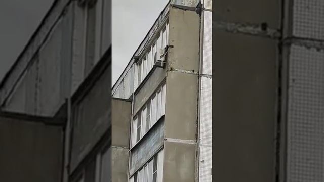 20220529 - Ворона бьется в окно смотреть онлайн