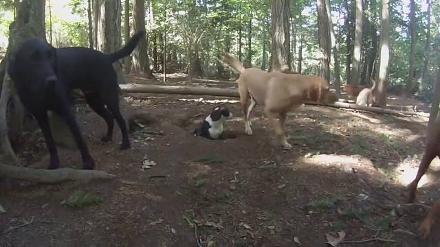 Animal Magnetizm Dog Daycare 9/22/15 B смотреть онлайн