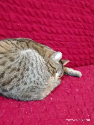 Утро с Алисой