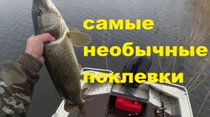 Необычные и запоминающиеся поклевки.