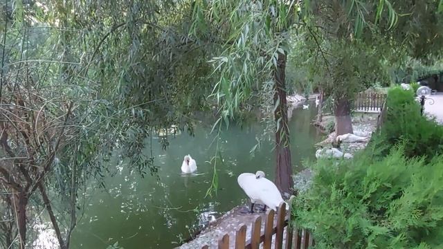 4K, Furkat Park in Tashkent, communing with nature #tashkent #Uzbekistan #furkatpark смотреть онлайн