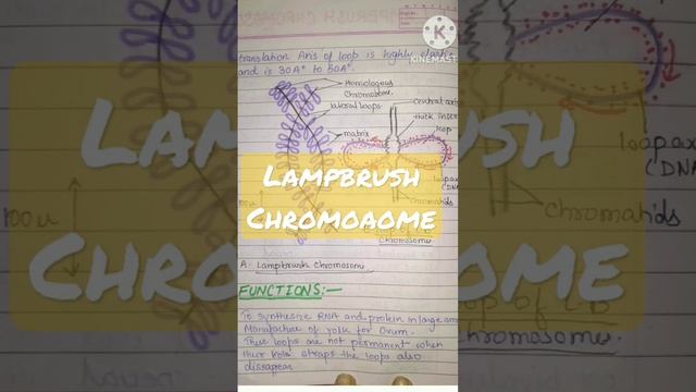 Lampbrush chromosome☺ смотреть онлайн
