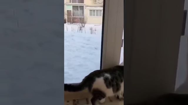 КОЛЬ-ОК (22) смотреть онлайн