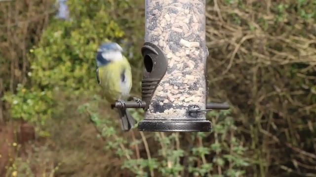Healing singing of titmouse / Целебное пение синичек смотреть онлайн