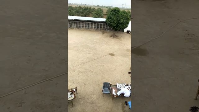 Ustad Ameer Mukhtiar khan piplan k brider kabiter part 1 смотреть онлайн
