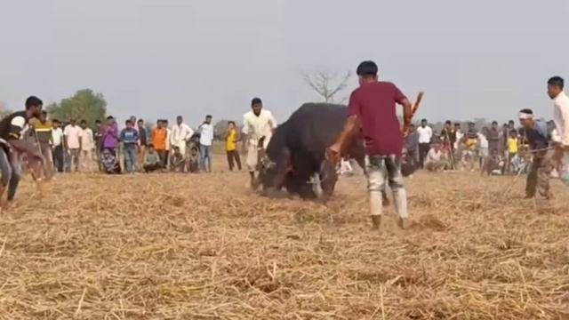 Nasir Ali Vs Mongol Dewri Bhulukaguri moh juj || নাছিৰ আলী Vs মঙ্গল দেউৰী ভুলুকাগুৰী মহ যোজ смотреть онлайн