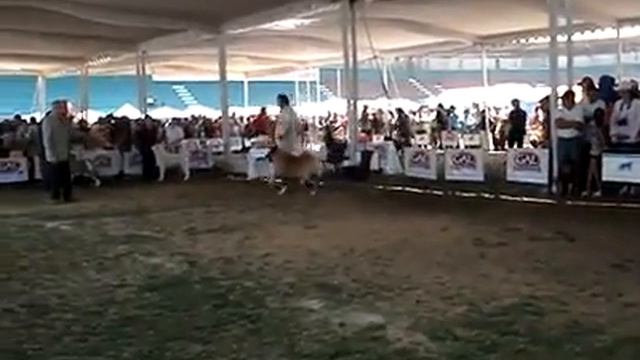 Akita americano "ALCHEMIST COLOR ME BADD AKA ZAHBOO" Prop. Alberto González смотреть онлайн