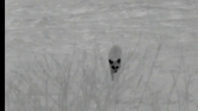 Original Fox Call filming with Pulsar 38's Thermal смотреть онлайн