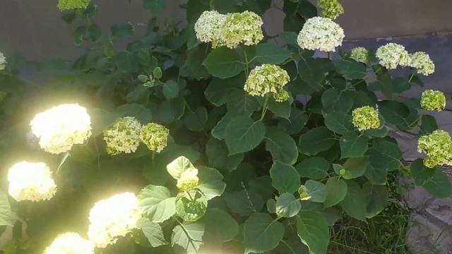 Flowers for the soul - a beautiful hydrangea is preparing to explode with its beauty смотреть онлайн