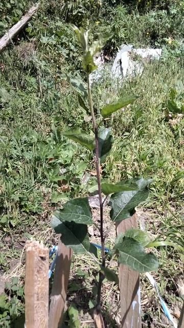 grouth 😳😳😱😱😱in z1 grafting 2023#grafting##farming##allaboutapple# смотреть онлайн