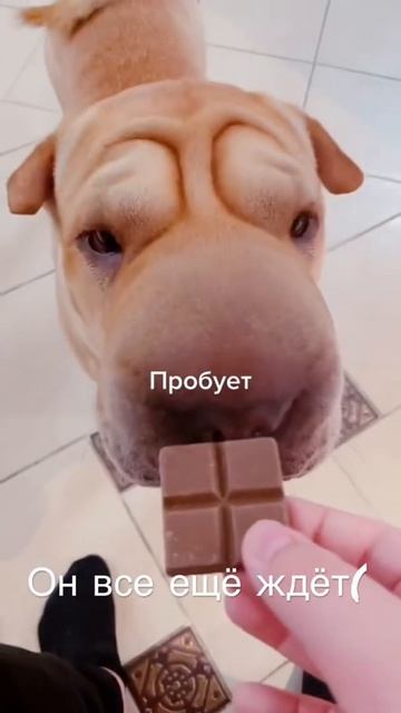 #топ #бравлстарс #рекомендации #стандофф2 #рек #музыка #гачалайф #собаки#мемы#приколы смотреть онлайн