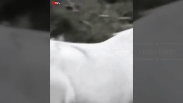 Ladynsax, Tim Dian - 