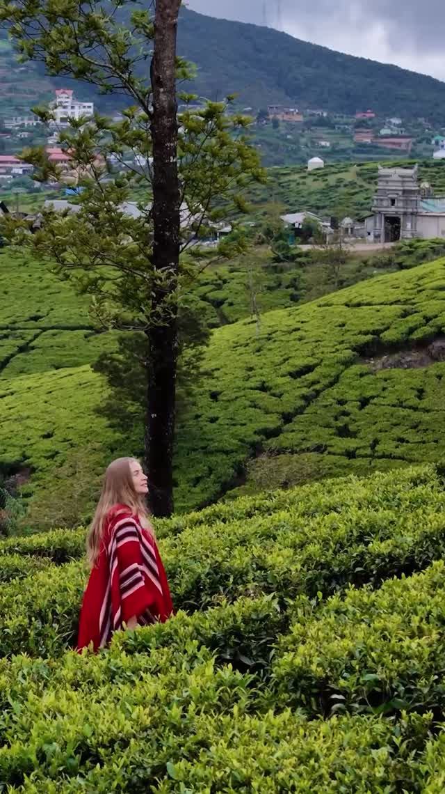 Красивее чайной плантации на острове я пока не нашёл. Показать? смотреть онлайн