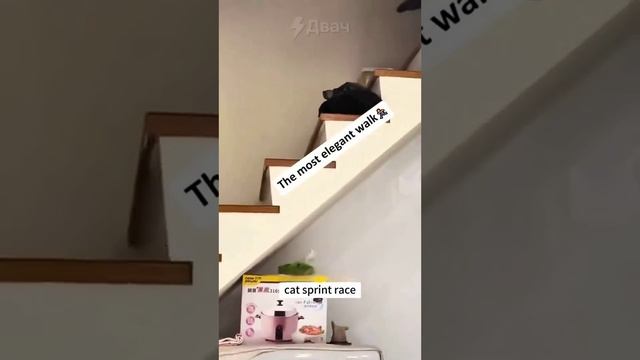 ! Двач @dvachannel @rand2ch @ru2ch_ban (1)(1).mp4 смотреть онлайн