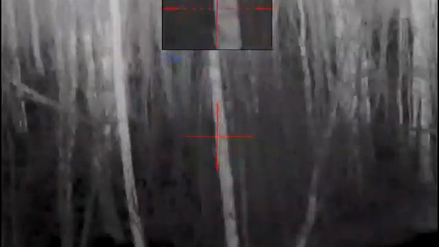 Енот на приваде 21/ Raccoon Dog