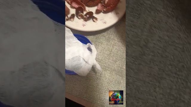 Давай попробуем посадить косточки Личи #shorts #germany #live #new #2023 #давайпопробуем #motivatio смотреть онлайн