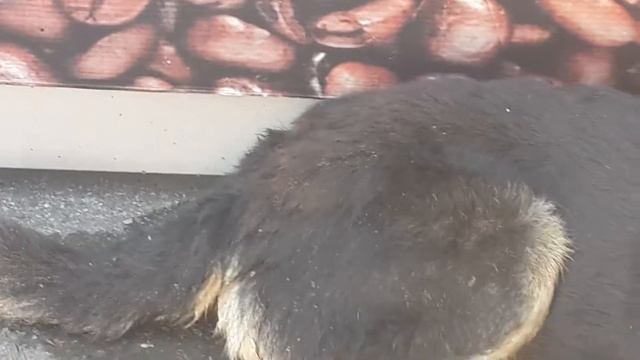 После бодуна собака хочет кофе 343