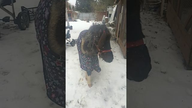 Ляля и Варя смотреть онлайн